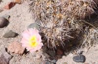 Tephrocactus alexanderi RFPA 241.01.jpg