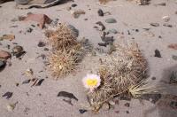 Tephrocactus alexanderi RFPA 241.02.jpg