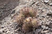 Tephrocactus alexanderi fa geante RFPA 242.01.jpg