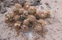Tephrocactus alexanderi fa geante albispina RFPA 242.02.jpg