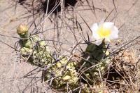 Tephrocactus aoracanthus RFPA 276.02.jpg