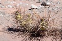 Tephrocactus aoracanthus RFPA 277.01.jpg