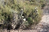 Tephrocactus articulatus RFPA 212.02.jpg
