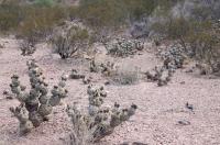 Tephrocactus articulatus RFPA 230.01.jpg