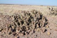 Tephrocactus articulatus RFPA 235.03.jpg