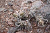 Tephrocactus articulatus RFPA 262.03.jpg