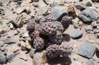 Tephrocactus geometricus RFPA 240.01.jpg
