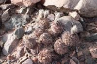 Tephrocactus geometricus RFPA 244.01.jpg