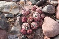 Tephrocactus geometricus RFPA 245.02.jpg