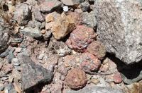 Tephrocactus geometricus RFPA 250.02.jpg