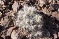 Tephrocactus weberi RFPA 236.01.jpg
