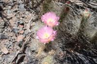 Tephrocactus weberi RFPA 292.01.jpg