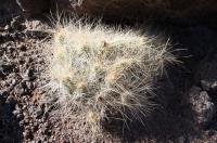 Tephrocactus weberi RFPA 297.01.jpg