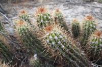 Trichocereus candicans RFPA 262.02.jpg