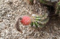 Trichocereus candicans RFPA 263.02.jpg