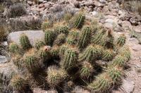 Trichocereus candicans RFPA 273.01.jpg