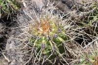 Trichocereus candicans RFPA 308.03.jpg