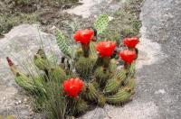 Trichocereus huascha RFPA 216.05.jpg