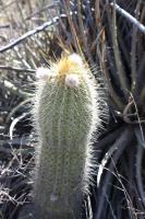 Trichocereus strigosus RFPA 224.02.jpg