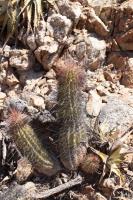 Trichocereus strigosus RFPA 228.05.jpg