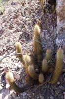 Trichocereus strigosus RFPA 237.01.jpg
