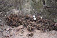 Trichocereus strigosus RFPA 262.01.jpg