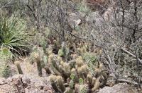 Trichocereus strigosus RFPA 301.03.jpg