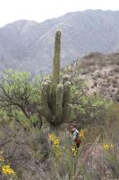 Trichocereus terscheckii RFPA 269.02.jpg