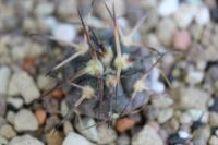 Gymnocalycium spegazzinii v. horizanthalonium JL 26.jpg