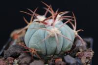 Echinocactus  horizonthalonius JM 191.jpg