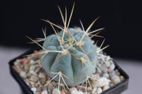 Gymnocalycium-cardenasianum-JO-193.jpg