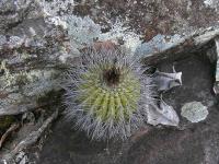 RNK 96 f. black spines.jpg