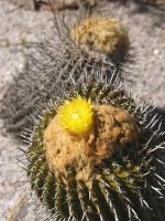 RNK25-Uebelmannia-gummifera.jpg