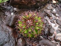RNK58-Discocactus.jpg