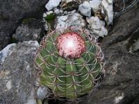 RNK75-Melocactus.jpg