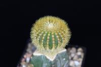 Uebelmannia- eriocactoides-C.jpg