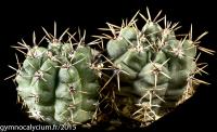 752-brachypetalum-JPR 71-158.jpg