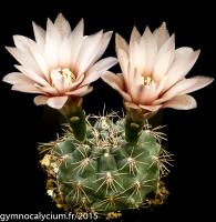 768-taningaense-(lukasikii-JPR 92-100-237).jpg