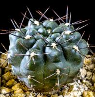 903-kubesai-JPR 92-68-154.jpg