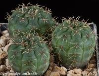 baldianum-v-albiflorum-jpr-177-542.jpg