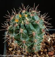 gibbosum-ssp-gastonii-JPR-22-56.jpg