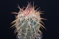 Echinomastus johnsonii RP 34.jpg