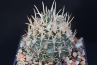 Pediocactus fickeisenii RP 145.jpg