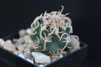 Pediocactus peeblesianus ssp. menzelii RP 117.jpg