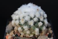 Pediocactus winkleri RP 132.jpg