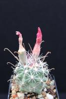 Sclerocactus nyensis RP 137.jpg