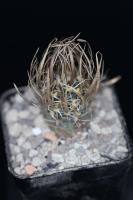 Sclerocactus papyracantha RP 50.jpg