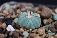 Echinocactus  horizonthalonius var. subikii RS 615.jpg