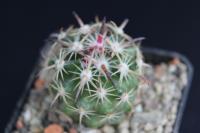 Echinomastus unguispinus v. laui RS 458.jpg