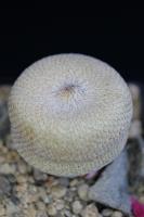 Epithelantha bokei RS 522.jpg